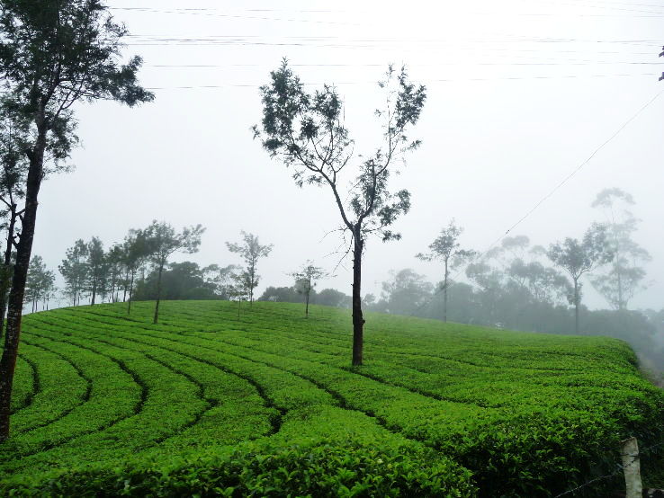 6. Rajamalai Part of Eravikulam National Park